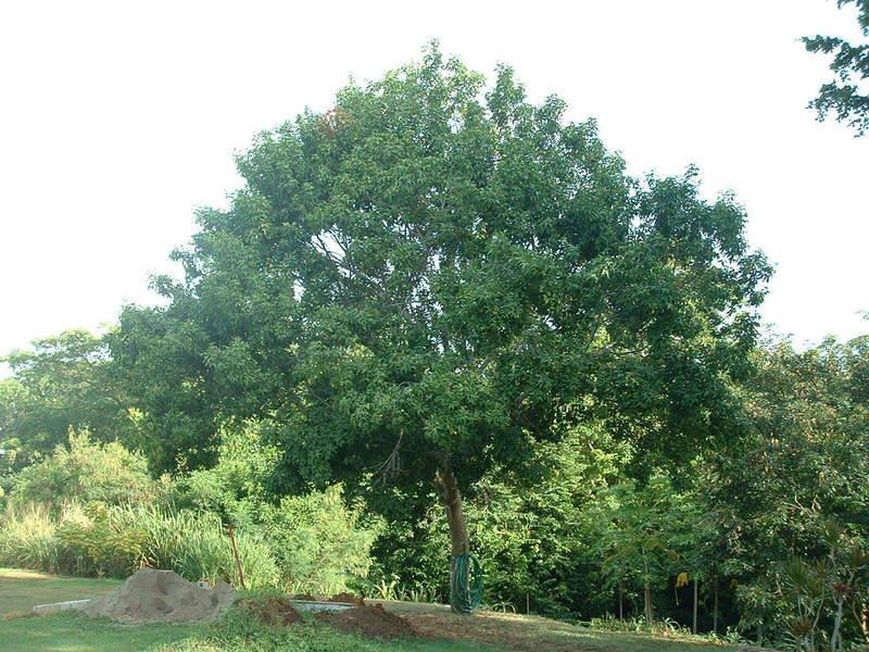 Melicoccus bijugatus